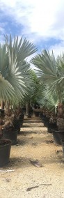 Palma Bismarckia Srebrna  Palmy egzotyczne tropikalne Drzewa do Ogrodu Rośliny-3