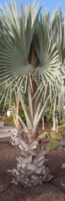 Palma Bismarckia Srebrna  Palmy egzotyczne tropikalne Drzewa do Ogrodu Rośliny-4