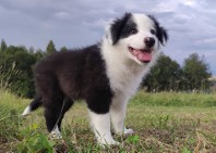 Border Collie - Super Samiec z dokumentami hod.