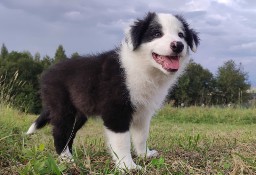 Border Collie - Super Samiec z dokumentami hod.