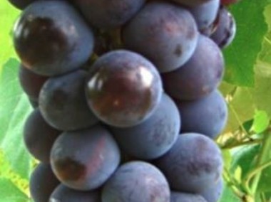 Słodki winogron.BUFALLO Sadzonki winorośli-26C -1