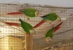 Papugi Rudosterki