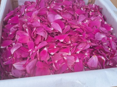 Świeże płatki róży jadalnej-1