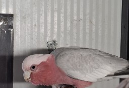 Kakadu Różowe samiec 2021 r.