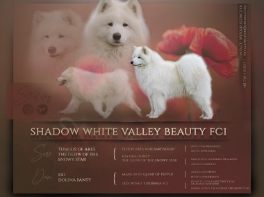 Samoyed Reproduktor White Valley Beauty FCI -  Shadow-1