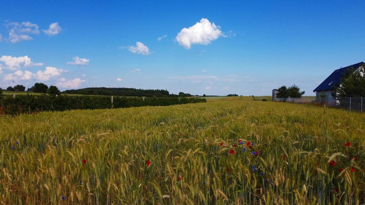 Borów Kol. Duża działka z możliwością uzyskania WZ - Widok 4