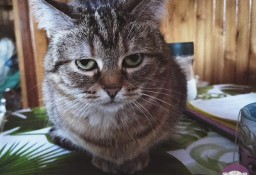 Sznurówka - Mała Kocia Księżniczka