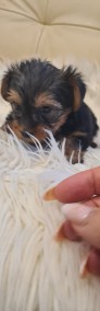 Yorkshire terrier mini-4