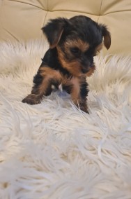 Yorkshire terrier mini-2