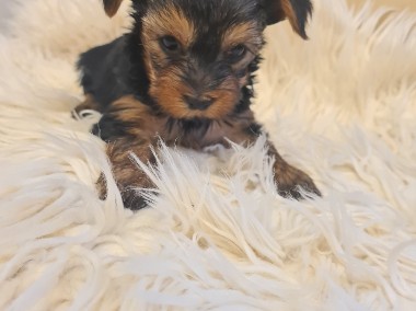 Yorkshire terrier mini-1