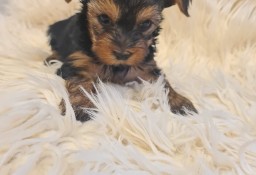 Yorkshire terrier mini