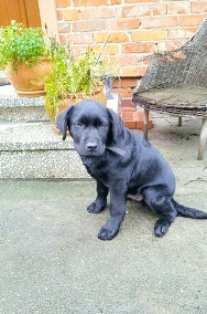 Szczeniak labrador retriever czarny-2