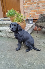 Szczeniak labrador retriever czarny-3