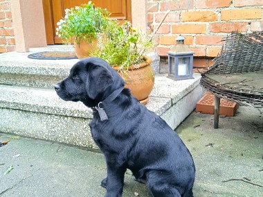 Szczeniak labrador retriever czarny-1