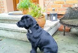 Szczeniak labrador retriever czarny