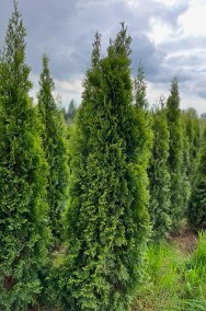 THUJA SMARAGD 220-250CM TUJA SZMARAGD 220-250CM CENA PROMOCYJNA! DOSTAWA GRATIS!-3