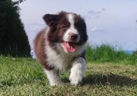 Pies Enzo - Border Collie - Piękny pies z dok. Hodowlaną