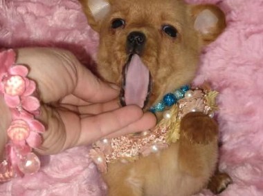 Chihuahua śliczna mini sunia MORELKA w rozmiarze ***XXS***-1