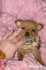 Chihuahua śliczna mini sunia MORELKA w rozmiarze ***XXS***-2