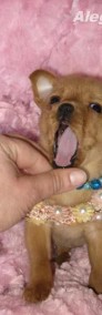 Chihuahua śliczna mini sunia MORELKA w rozmiarze ***XXS***-3