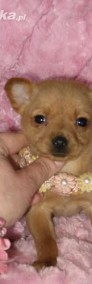 Chihuahua śliczna mini sunia MORELKA w rozmiarze ***XXS***-4