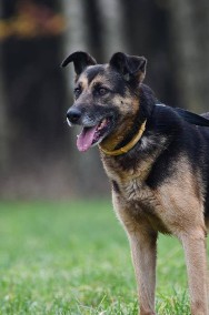 Przepiękny pies szuka domu, owczarek niemiecki-2