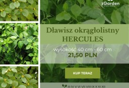  Dławisz okrągłolistny HERCULES – naturalna osłona i piękno w jednym!