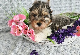 Yorkshire Terrier Blueberry piesek gotowy na zmianę domku!