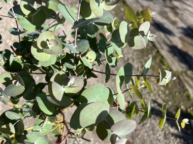 Eucalyptus Cinerea / Eukaliptus Popielaty / Silver dolar / pień 60cm-1