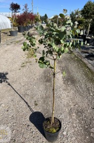 Eucalyptus Cinerea / Eukaliptus Popielaty / Silver dolar / pień 60cm-2