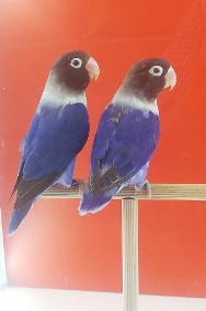Papugi nierozłączki czerwonoczelne -2