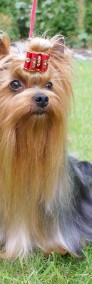 REPRODUKTOR Yorkshire Terrier z uprawnieniami ZKwP-FCI.-3