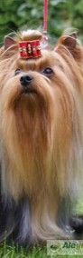 REPRODUKTOR Yorkshire Terrier z uprawnieniami ZKwP-FCI.-4
