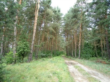 Działka leśna Dopiewo-1