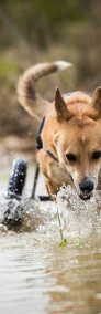 TOFFIK grzeczny i kochany, ale chce być w końcu chciany... -4