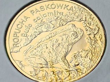 2 zł 1998 r. Ropucha Paskówka-1