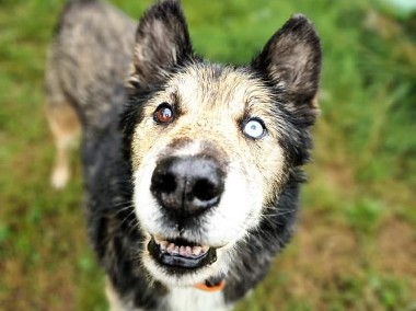 Przy Tobie przeżyje drugą młodość - Nanuk - adoptuj kochanego seniora -1