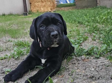 Suczka cane corso -1