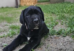 Suczka cane corso 