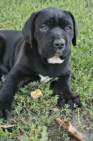 Suczka cane corso -2