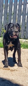 Suczka cane corso -4