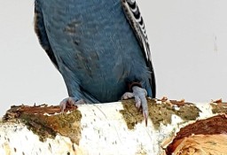 Papużki faliste Blackface młode do oswojenia jak i dojrzałe na lęgi 