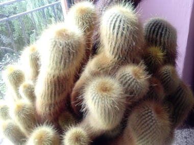 duży kaktus wysokość 52 cm kwiatek doniczkowy OKAZJA-1