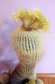 duży kaktus wysokość 52 cm kwiatek doniczkowy OKAZJA-2