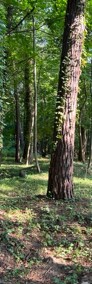 Działka blisko lasu, Konstancin-Jeziorna-4