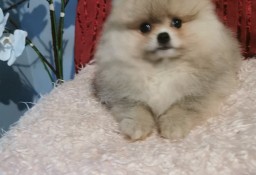 Pomeranian piesek typ misia 