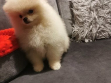 Pomeranian piesek typ misia -1