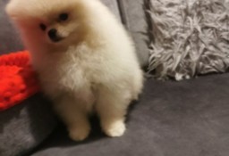 Pomeranian piesek typ misia 