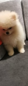 Pomeranian piesek typ misia -3