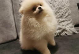 Pomeranian piesek typ misia 